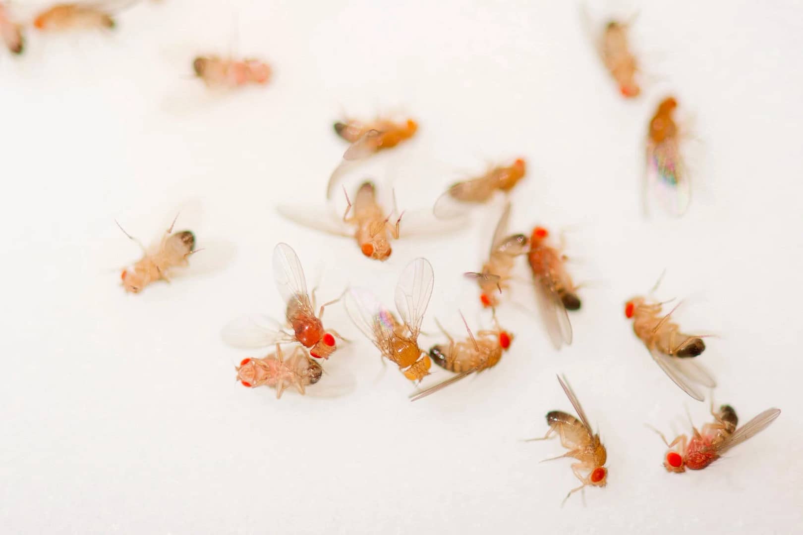 Мухи в баре